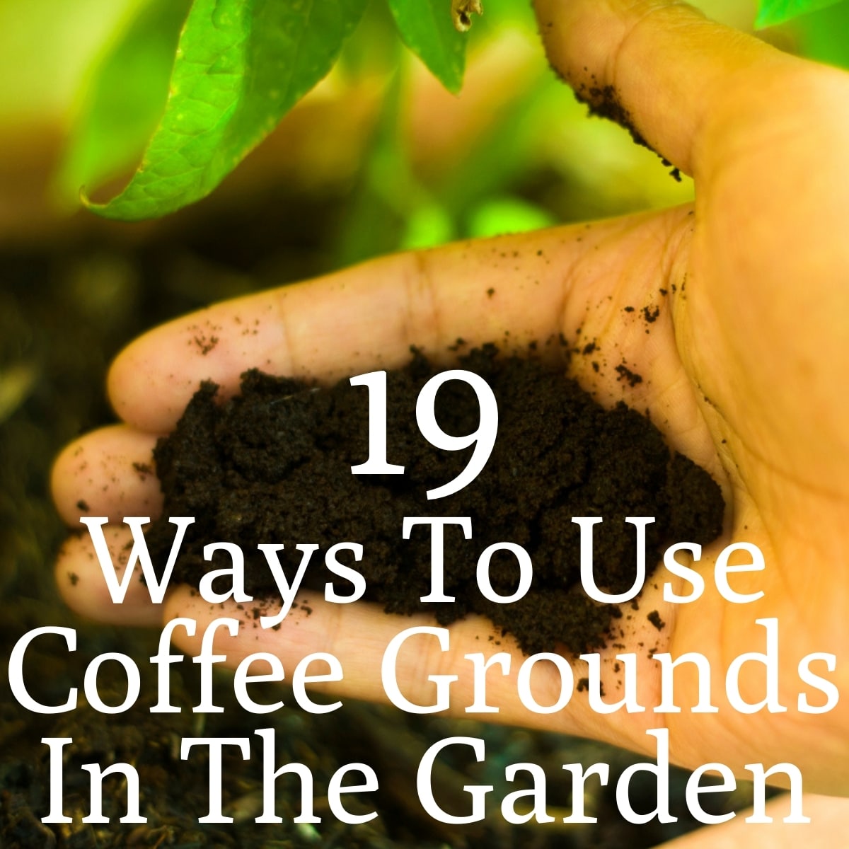 Can You Put Too Much Coffee Grounds In Soil?