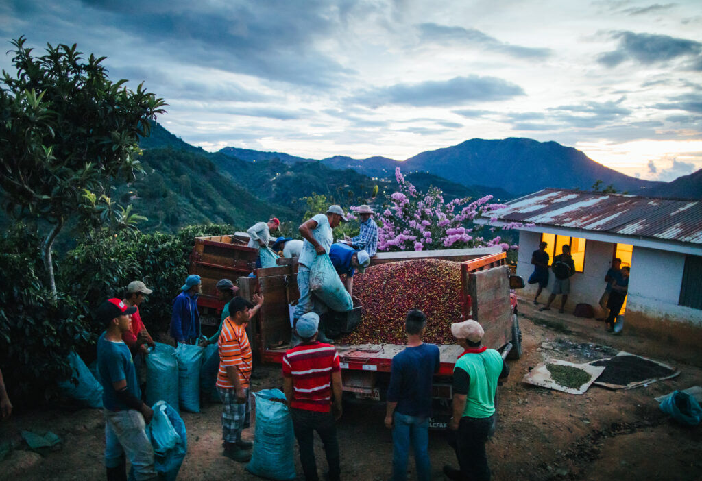 Does Starbucks Own Its Own Coffee Farms?