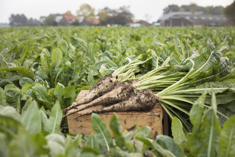 How Long Do I Steep Chicory Root?