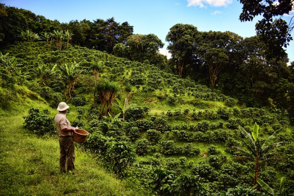 How Much Does It Cost To Visit A Coffee Plantation In Costa Rica?
