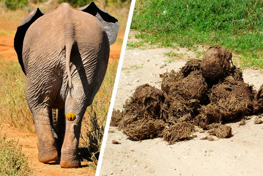 How Much Is Elephant Dung Worth?