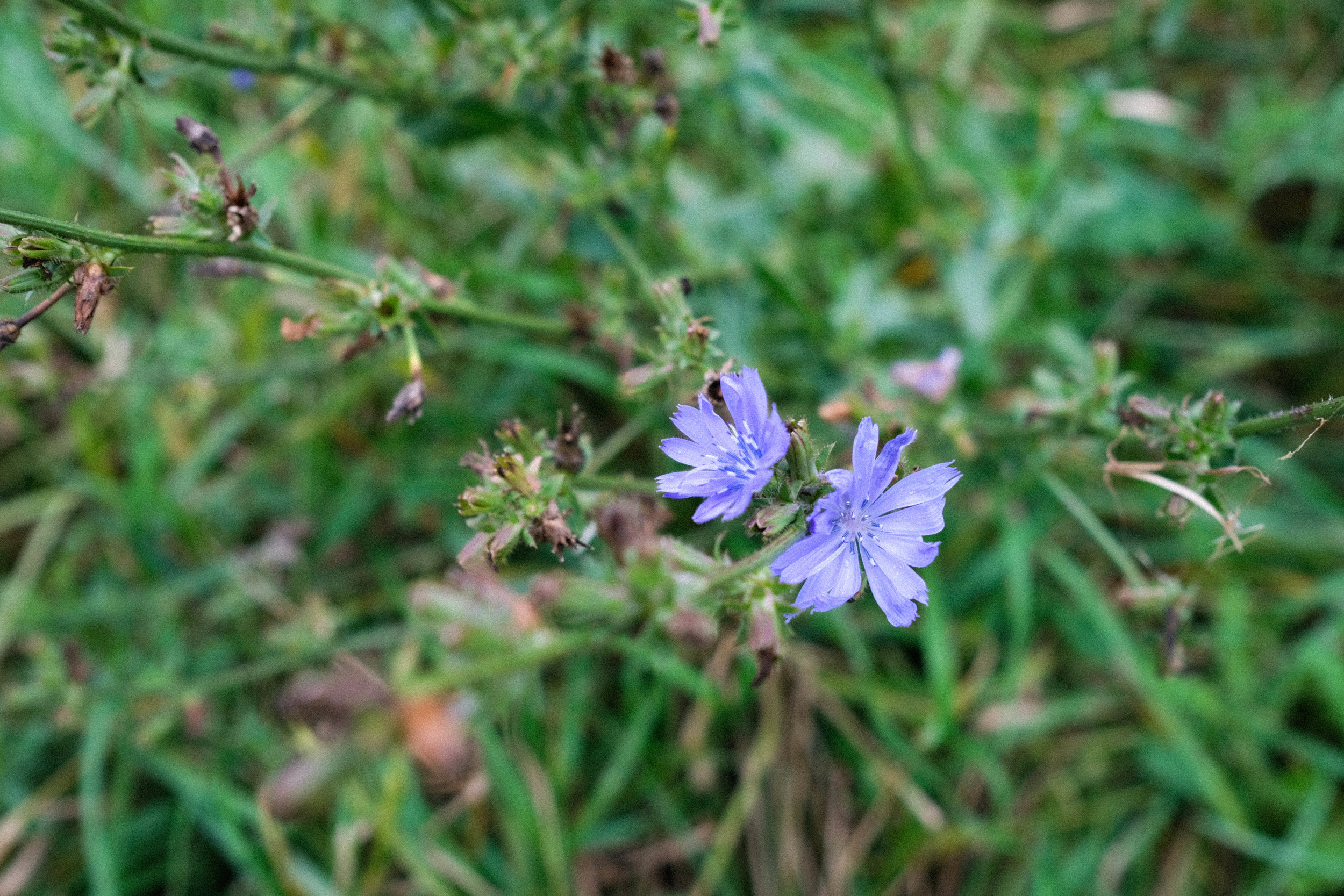 How To Harvest And Roast Chicory Root