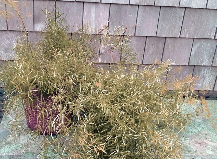 What Plants Do Not Like Coffee Grounds?