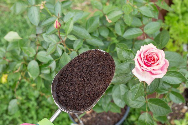 Which Plants Are Coffee Grounds Best For?